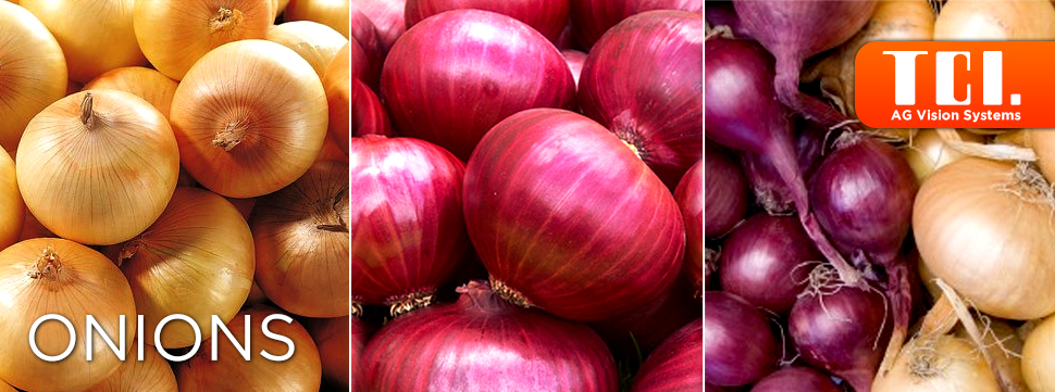TCI-Onion